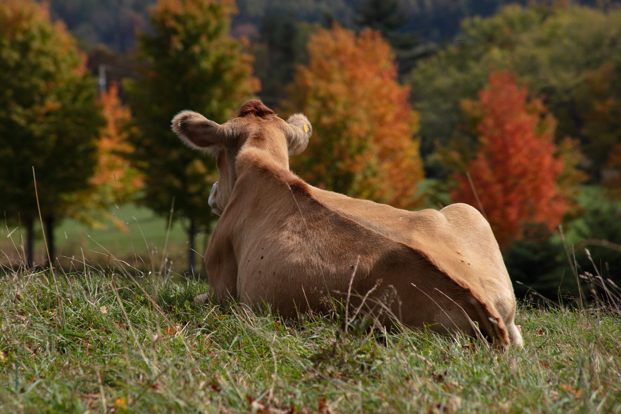 Cattle with a View