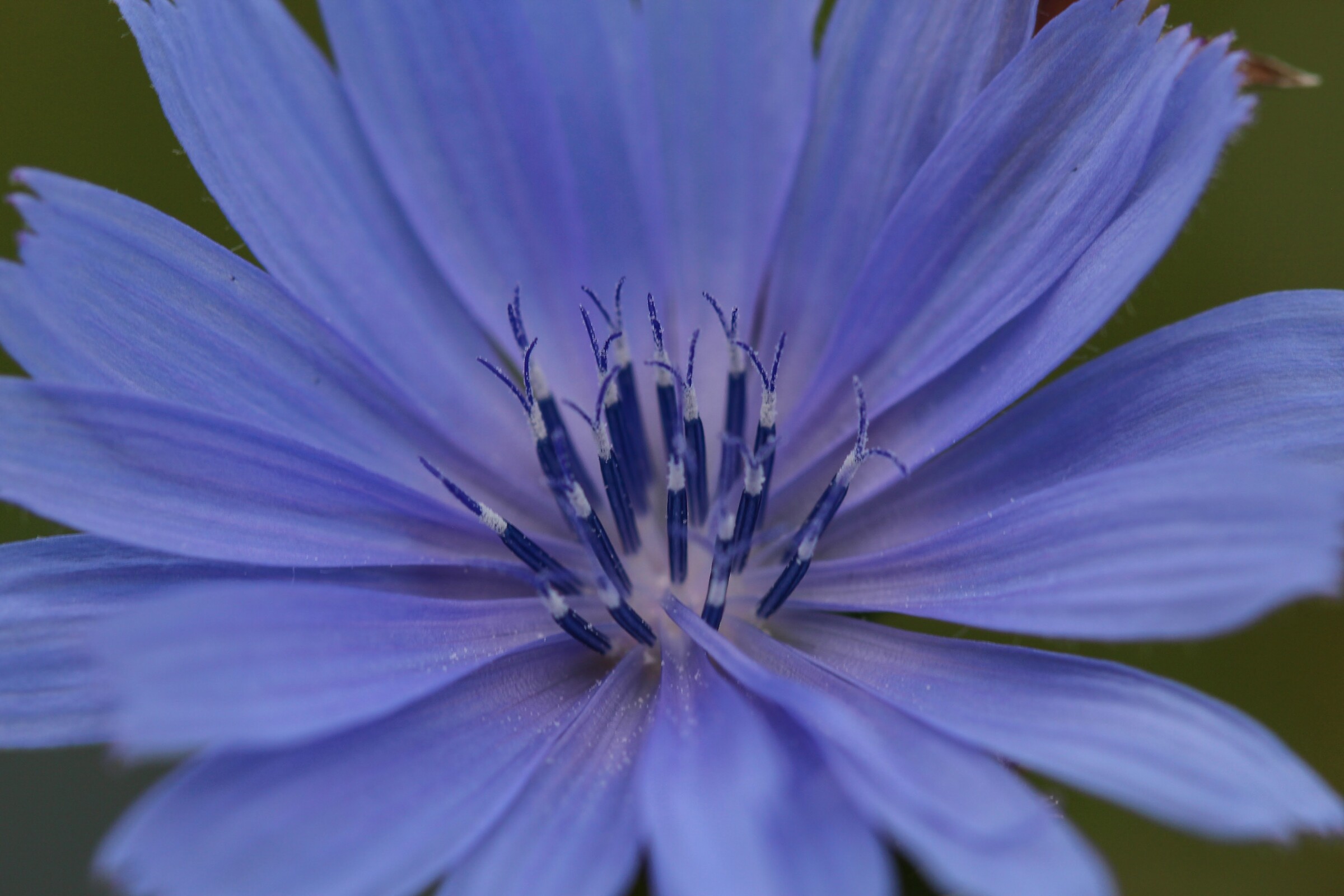 Chicory