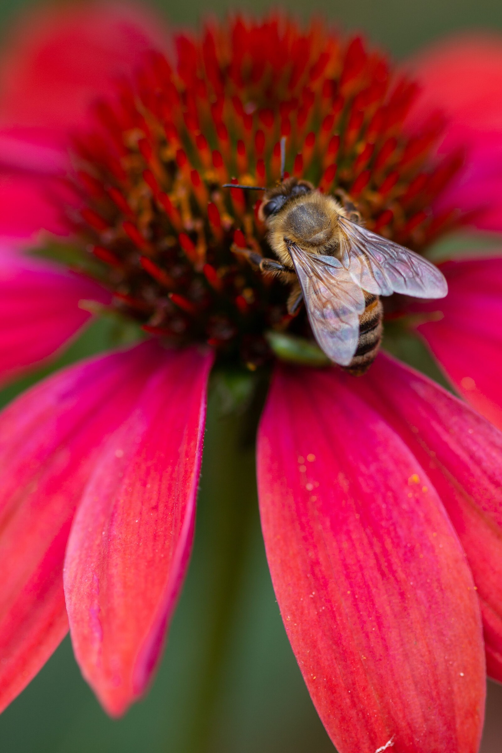 Coneflower with Bee