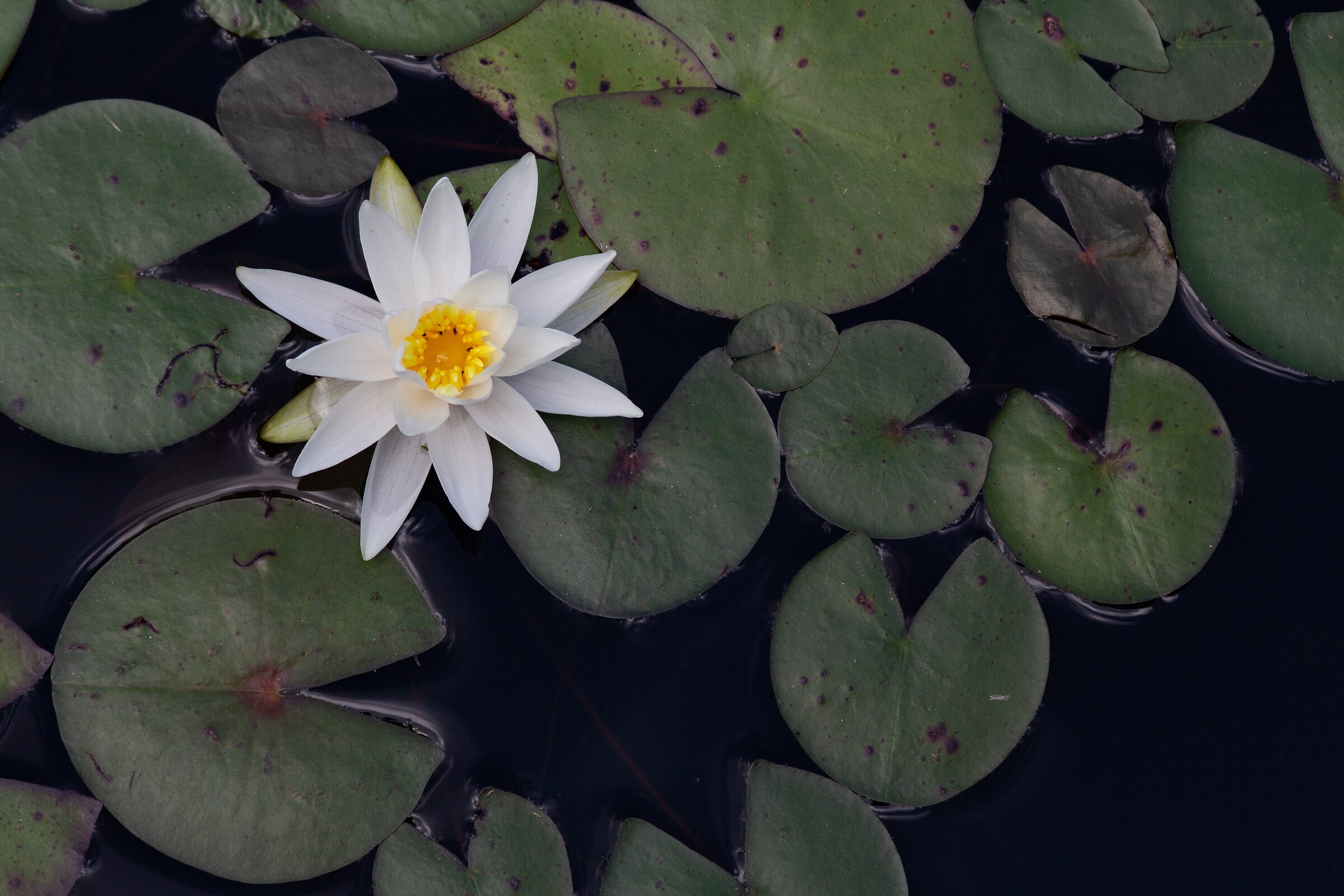 Water Lily