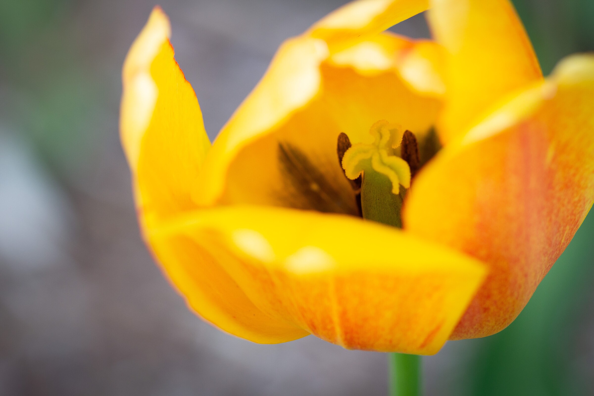 Tulip