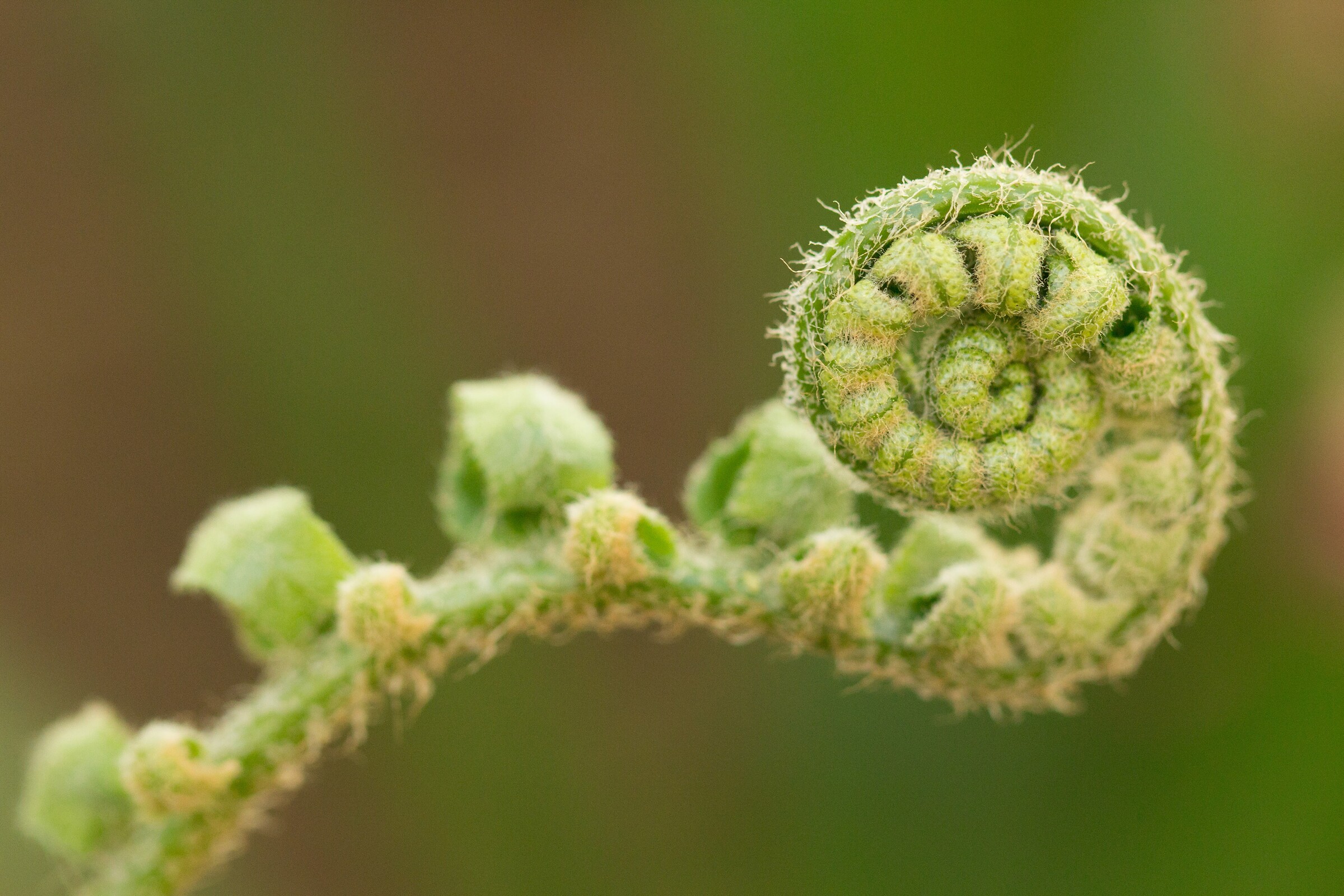 Fiddlehead