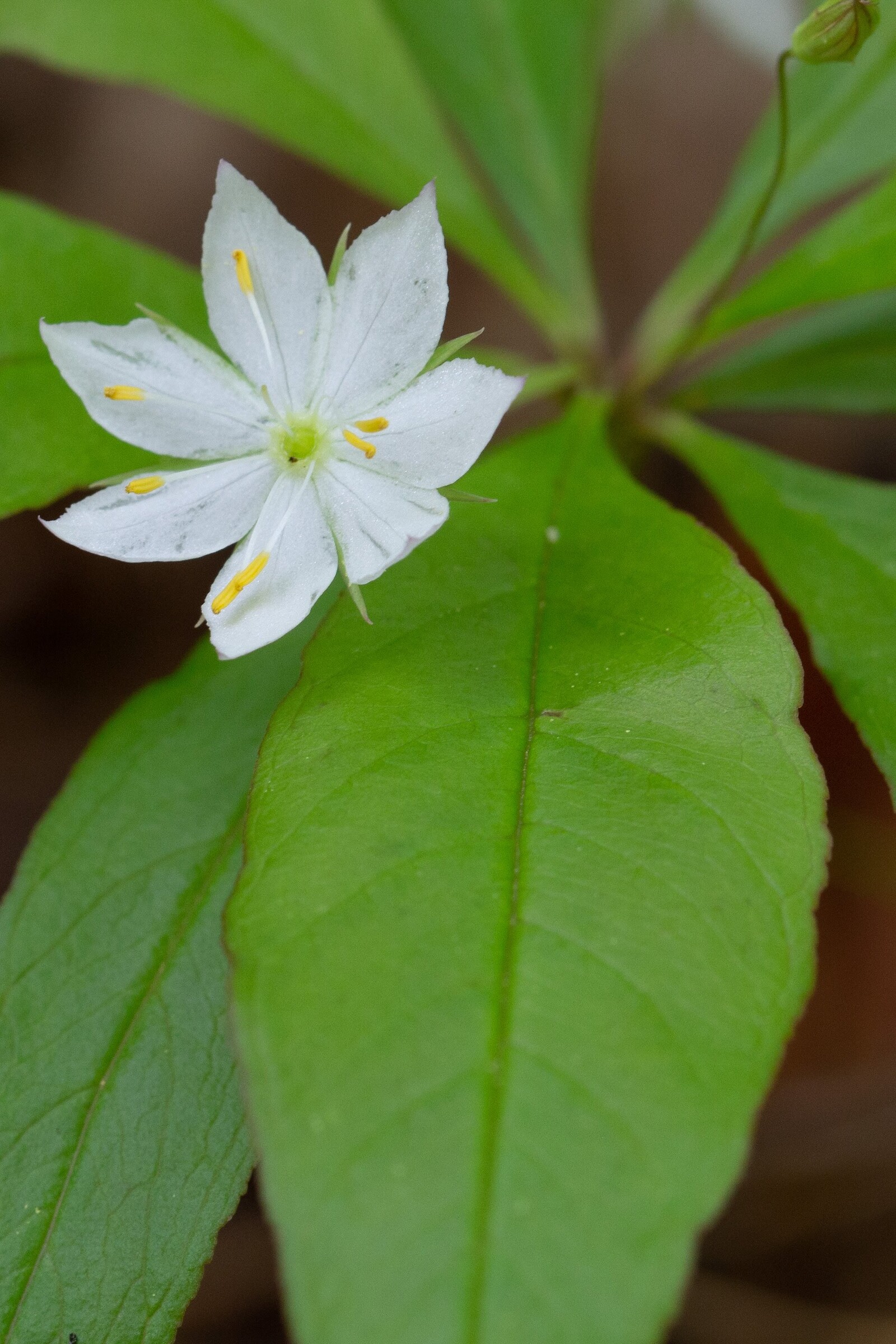American Starflower
