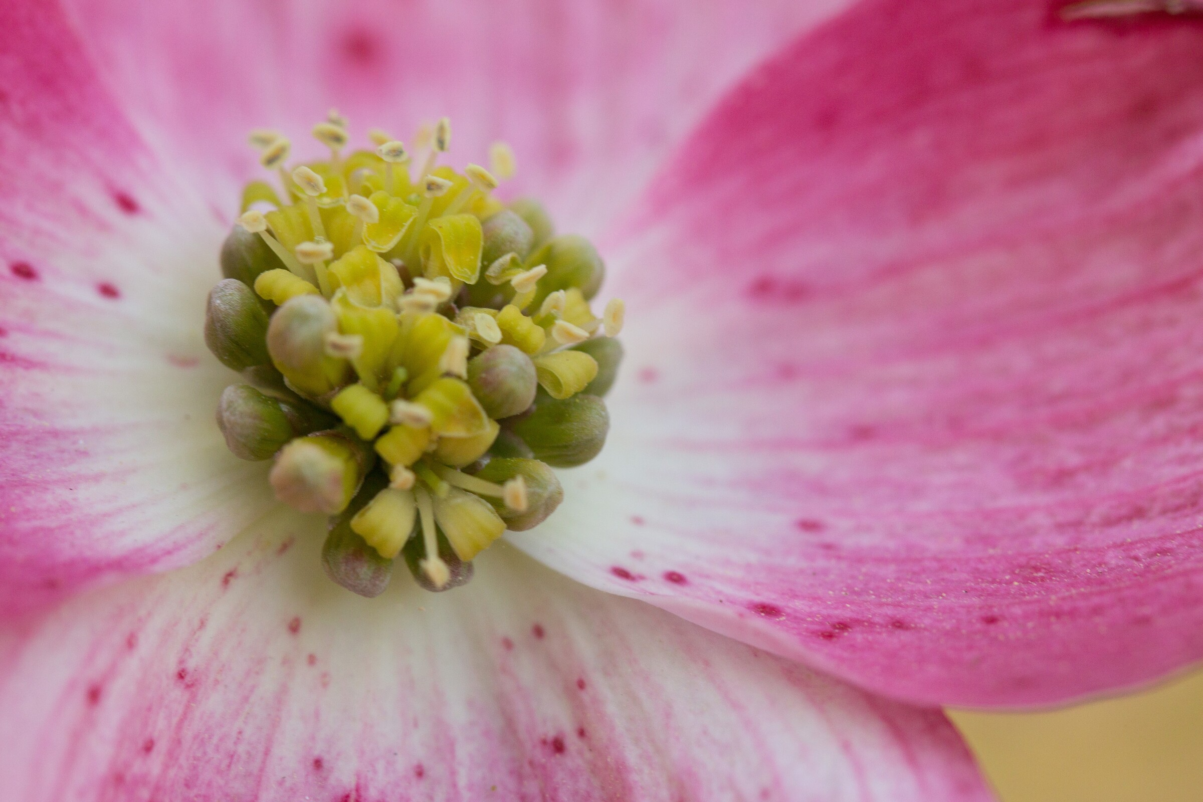 Dogwood Flower